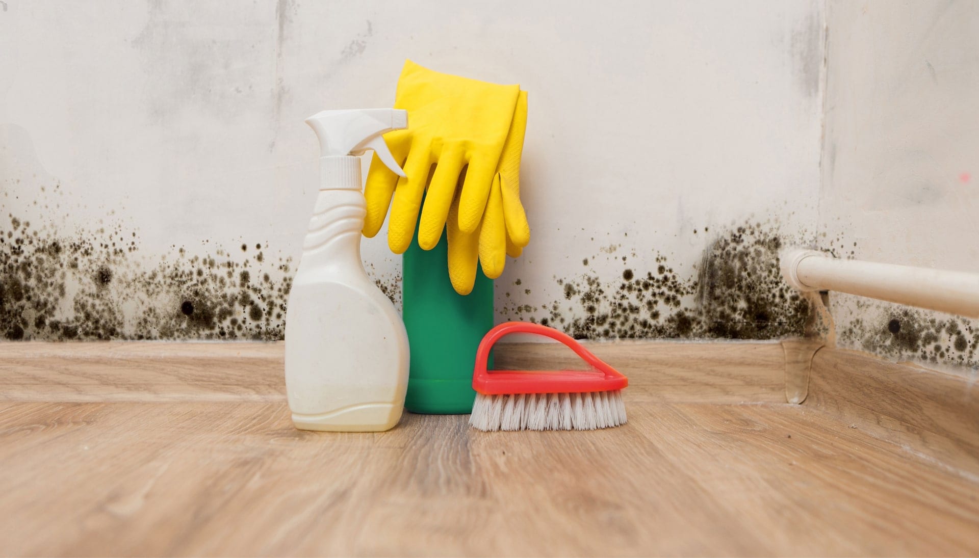 Know About Mold Removal In Gainesville